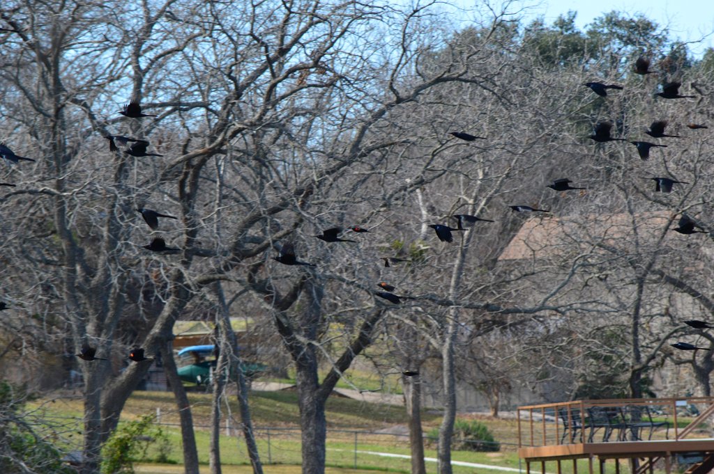 Blackbirds in flight Inks Lake Hatchery (3).JPG - Mixed Blackbird/Grackle flock. Photo by Tim Farek